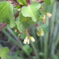 Imagem de Jatropha cardiophylla (Torr.) Müll. Arg.