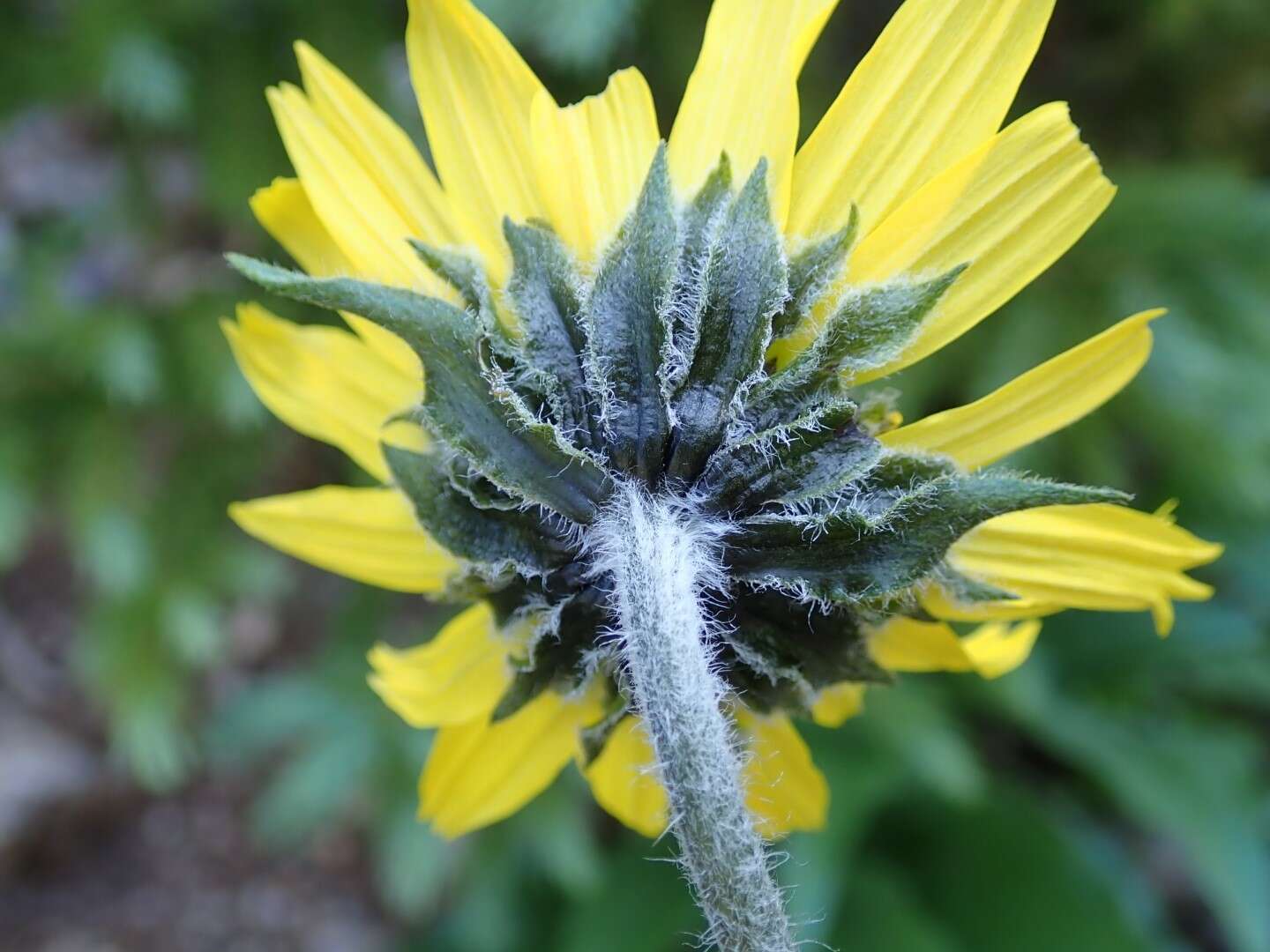 Plancia ëd Helianthella quinquenervis (Hook.) A. Gray