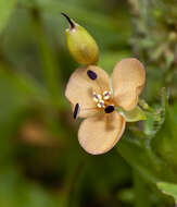 Image of Murdannia lanuginosa (Wall. ex C. B. Clarke) G. Brückn.