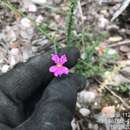 Imagem de Cuphea bahiensis (Lourteig) S. A. Graham & T. B. Cavalc.