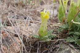 Image of Scutellaria orientalis L.