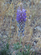 Imagem de Lupinus sellulus Kellogg