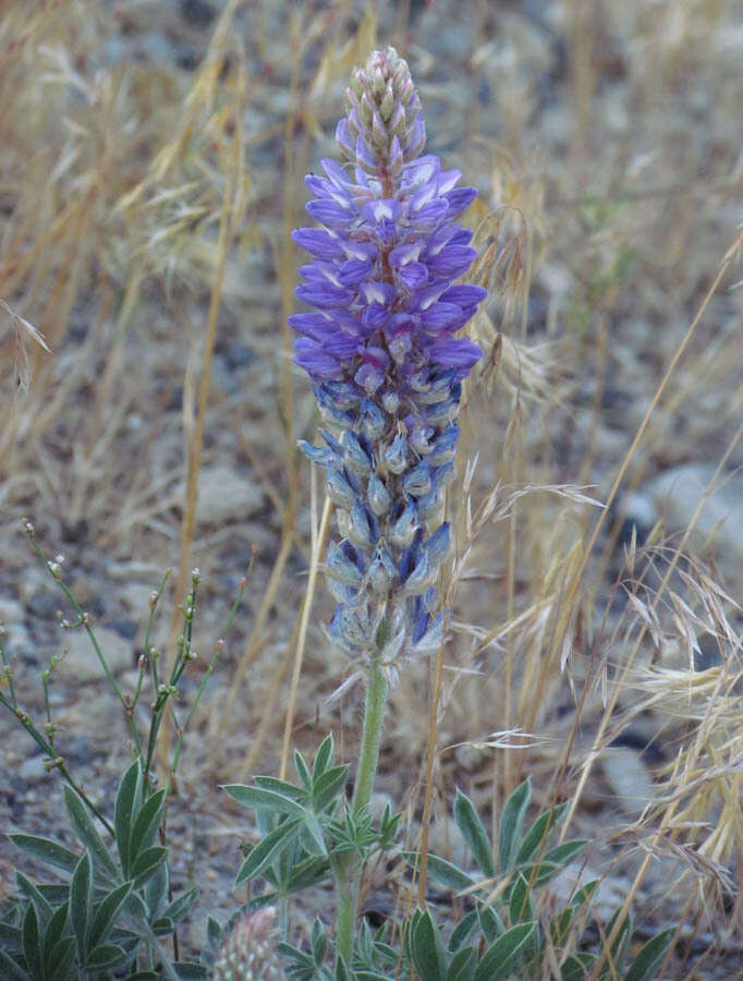 Imagem de Lupinus sellulus Kellogg