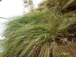 Image of Festuca petraea Guthnick ex Seub.