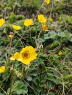 Plancia ëd Geum elatum Wall.