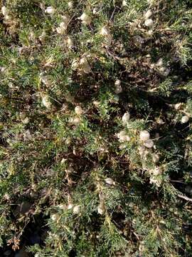 Plancia ëd Astragalus armatus subsp. numidicus (Murb.) Emberger & Maire