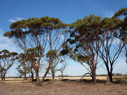 Image of Eucalyptus sargentii subsp. sargentii