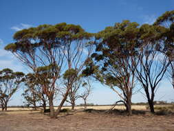 Слика од Eucalyptus sargentii subsp. sargentii