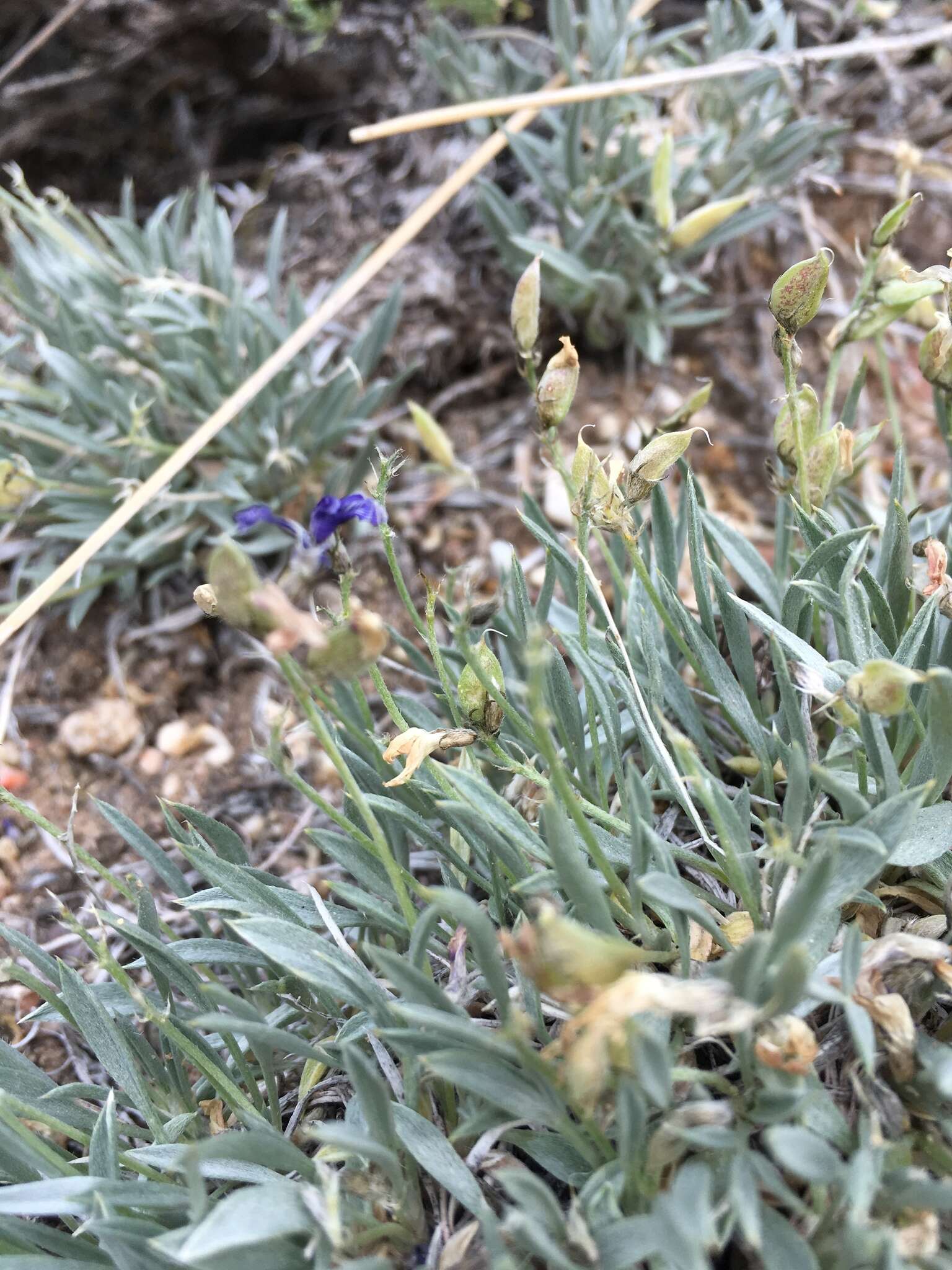 Imagem de Astragalus spatulatus Sheldon