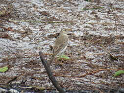 Anthus pallidiventris Sharpe 1885的圖片