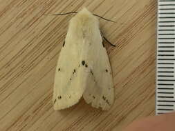 Image of Spilosoma lutea Hüfnagel 1766