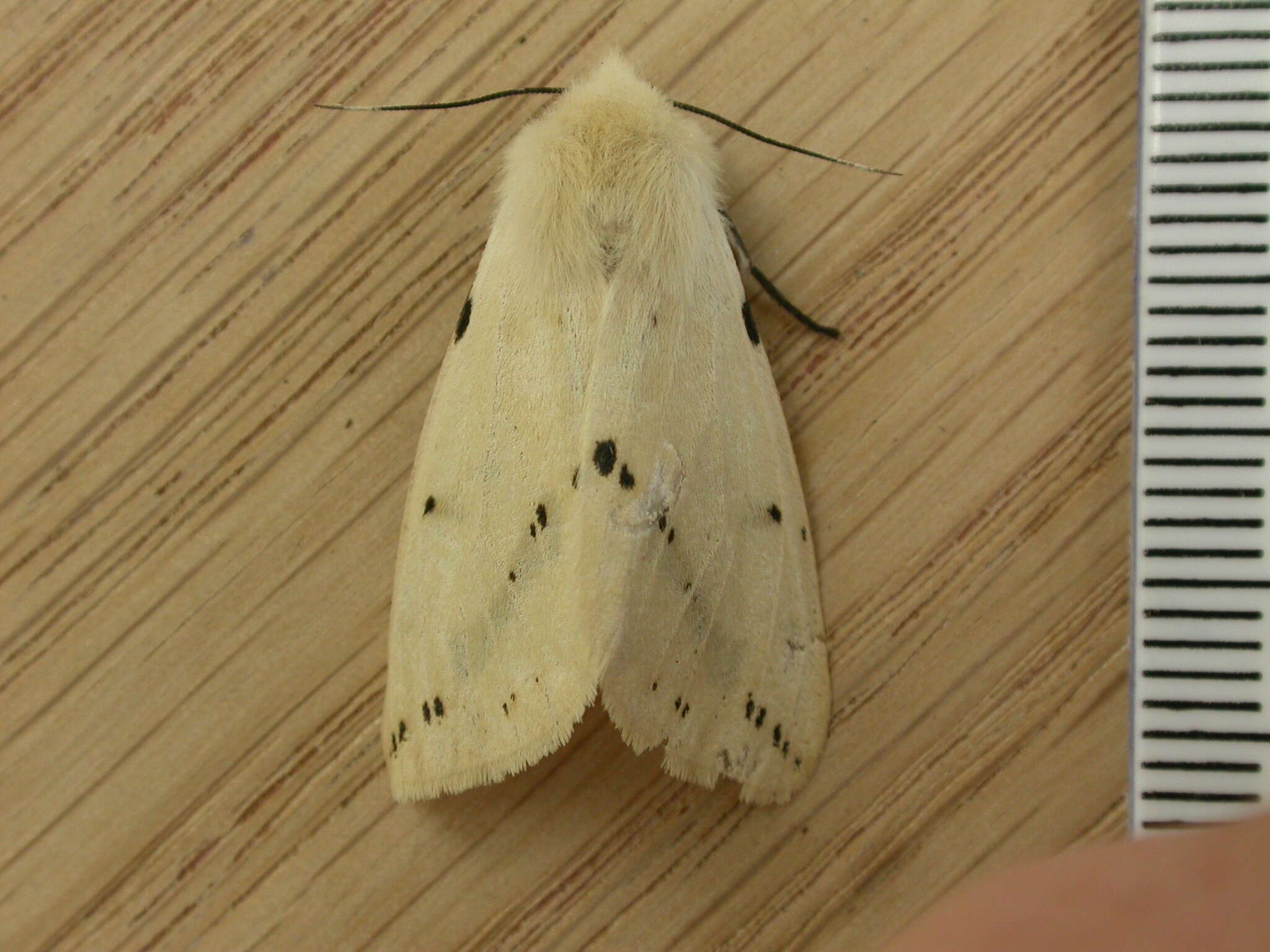 Image of Spilosoma lutea Hüfnagel 1766