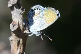 Image of Western pygmy blue