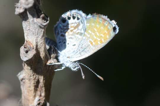 Image of Western pygmy blue