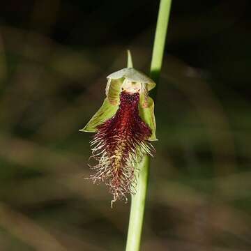 Calochilus robertsonii Benth.的圖片