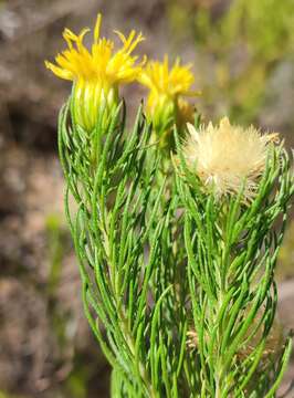 Image of Pteronia camphorata L.