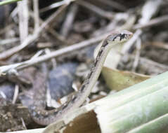 Image of Himalayan Keelback