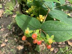 Image of Hypericum hircinum L.