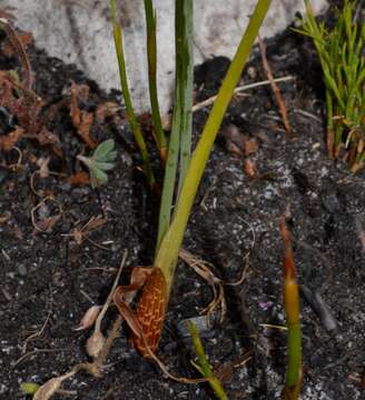 Image de Albuca cooperi Baker