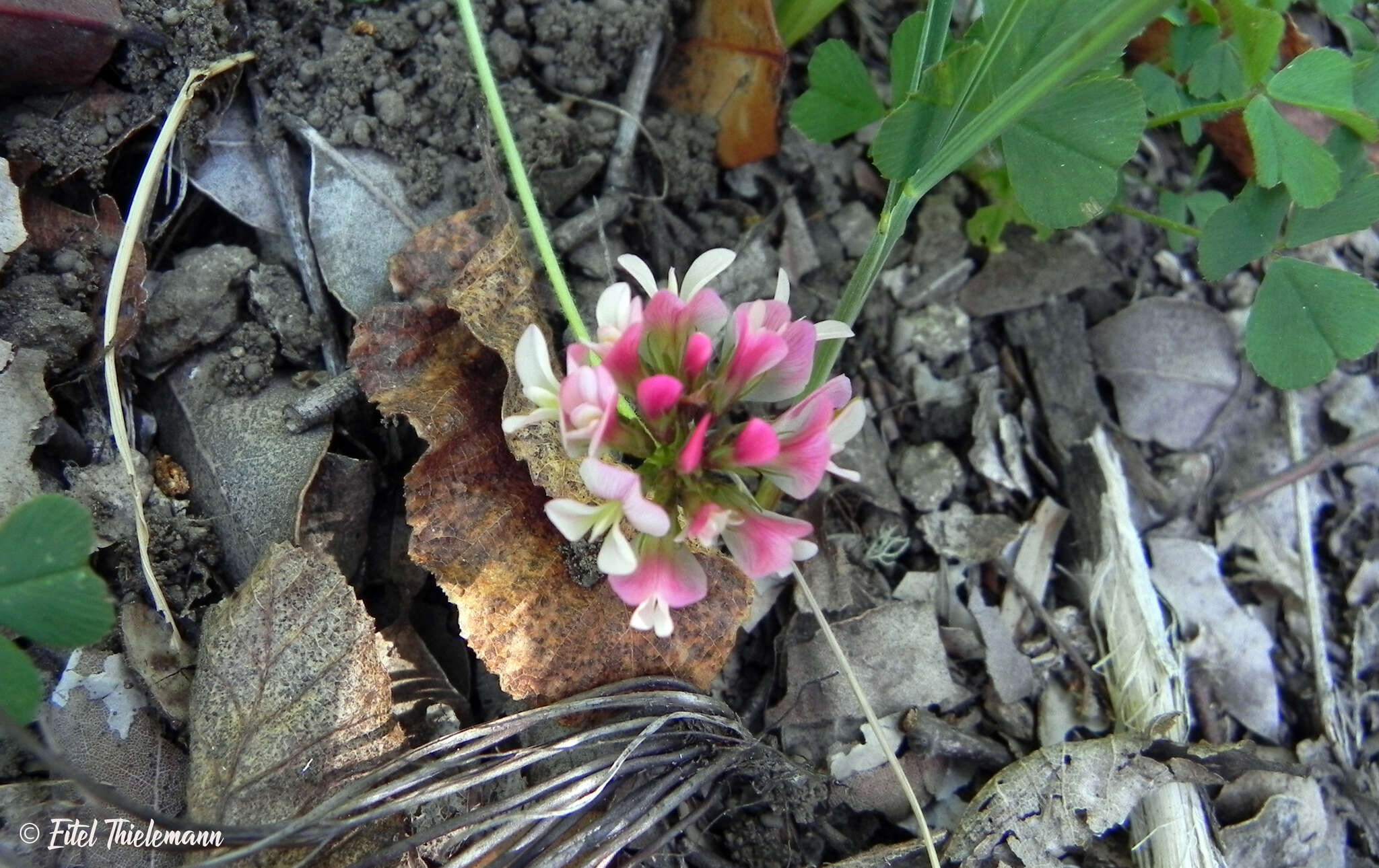 Image of peanut clover