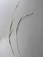 Panicum linearifolium Scribn. resmi