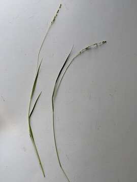 Image of slimleaf panicgrass