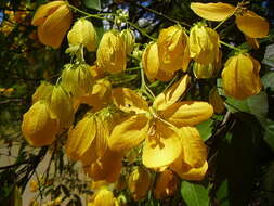 Senna macranthera (Collad.) H. S. Irwin & Barneby resmi