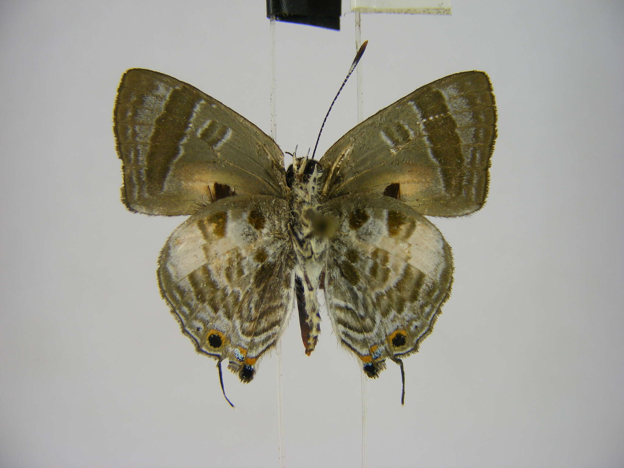 Image of <i>Deudorix <i>lorisona</i></i> lorisona