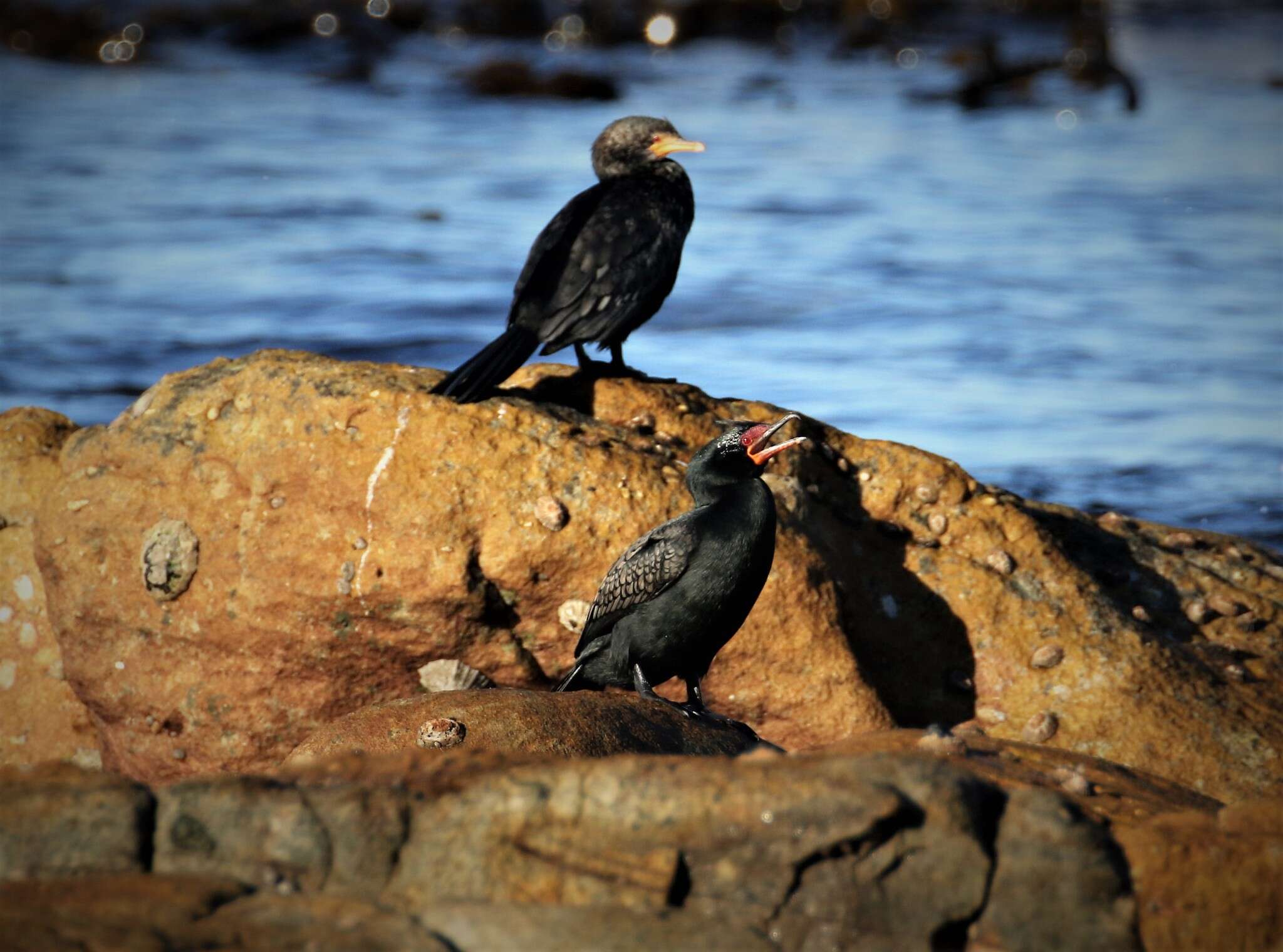 Image of Crowned Cormorant