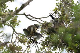 Image of indri