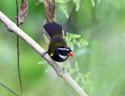 Image of Orange-billed Sparrow