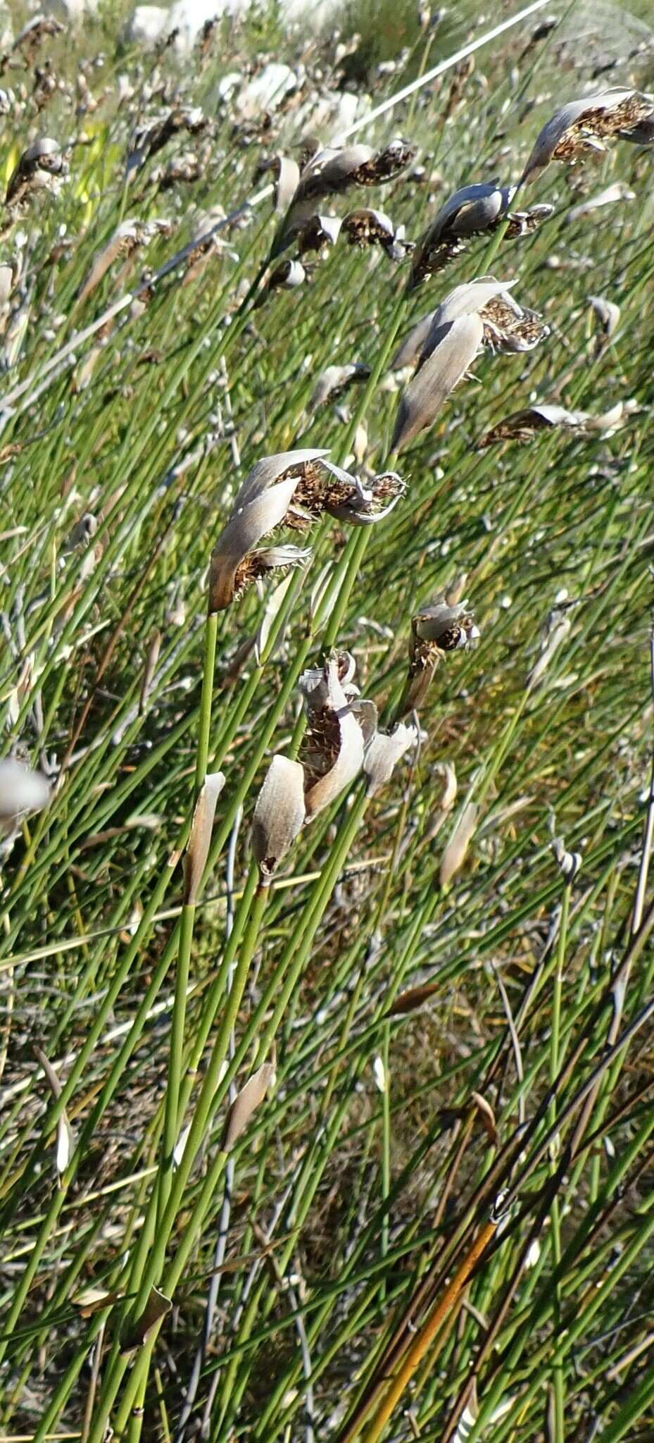 Image of Elegia asperiflora (Nees) Kunth