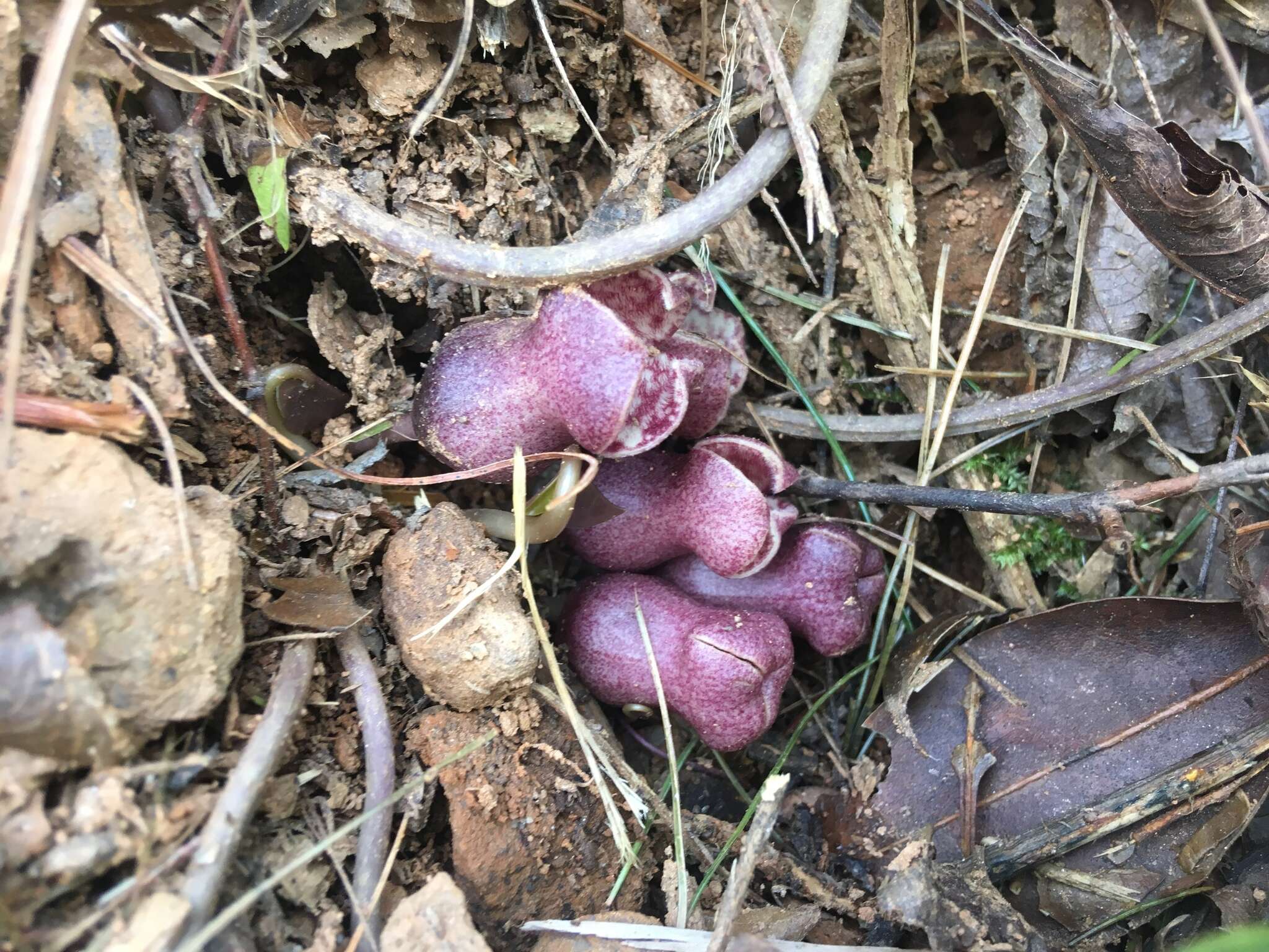 Image de Hexastylis contracta Blomq.