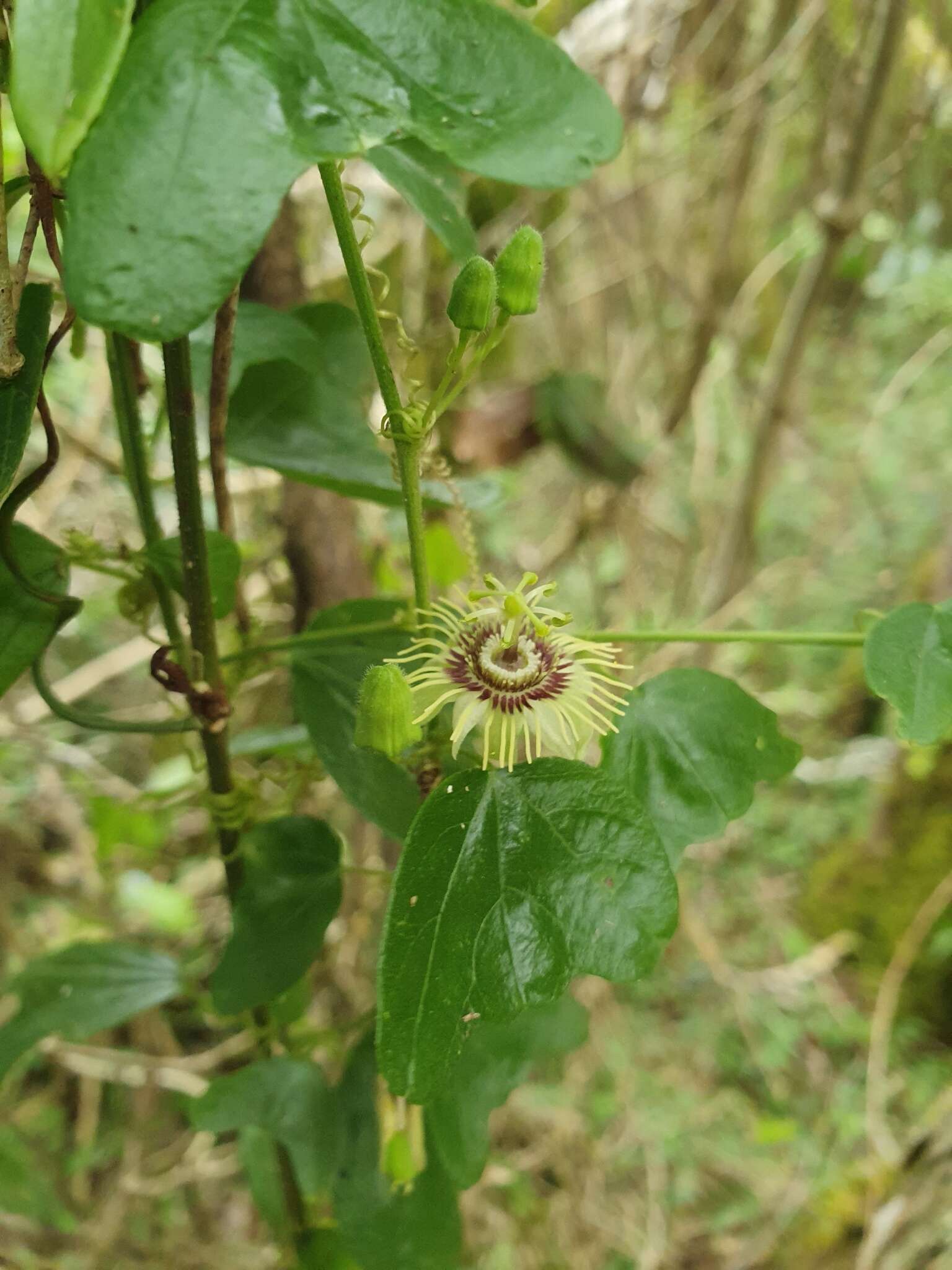 Imagem de Passiflora ekmanii Killip & Urb.