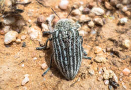 Image of Julodis onopordi (Fabricius 1787)