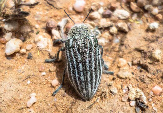 Image of Julodis onopordi (Fabricius 1787)