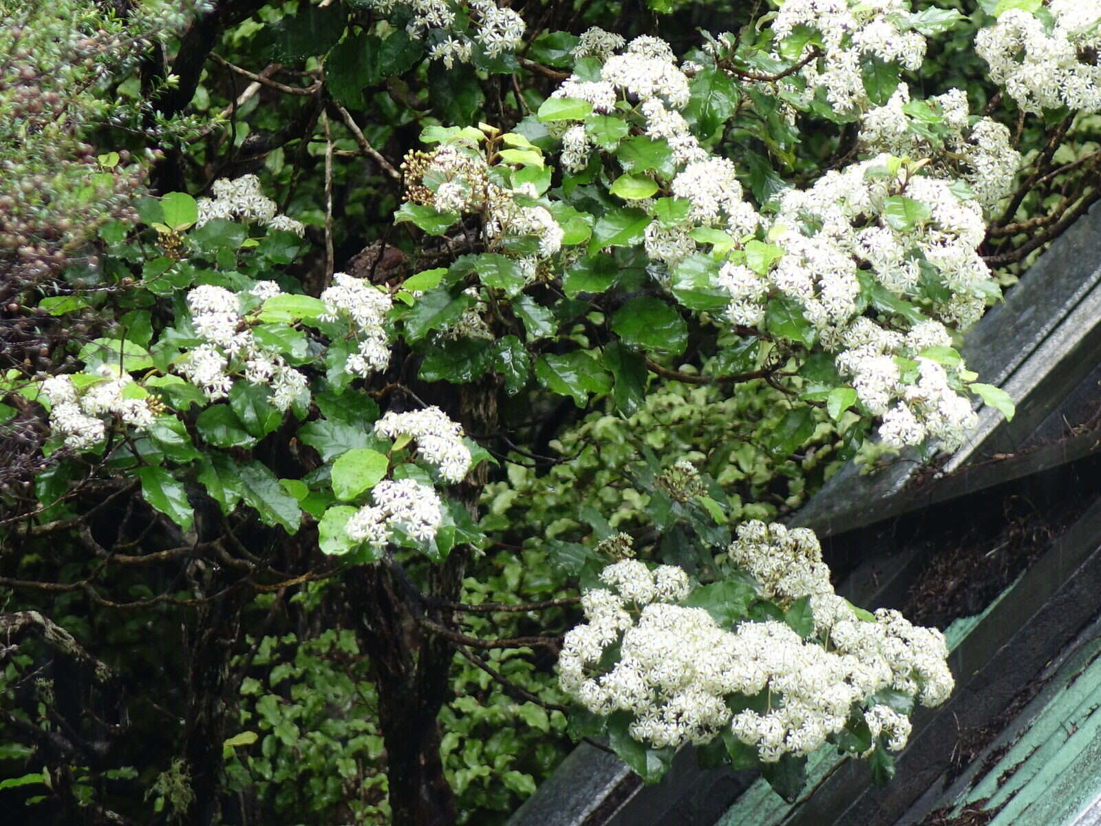 Image of <i>Olearia <i>rani</i></i> var. rani