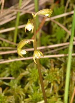 Image of Yellow coralroot