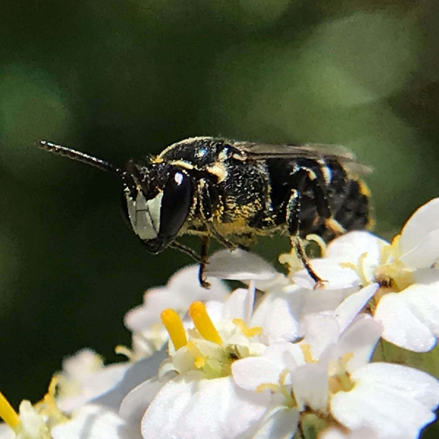 Hylaeus signatus (Panzer 1798) resmi