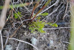 Image of Leggett's pinweed