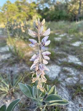 Image of Gulf Coast lupine