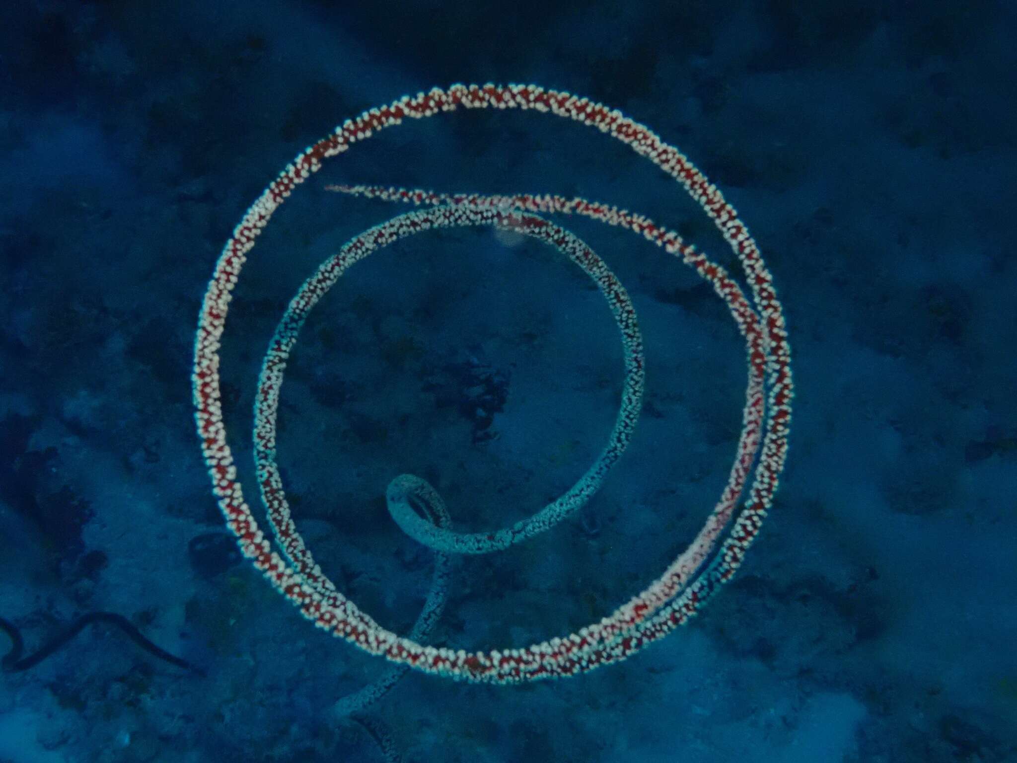 Image of giant whip coral
