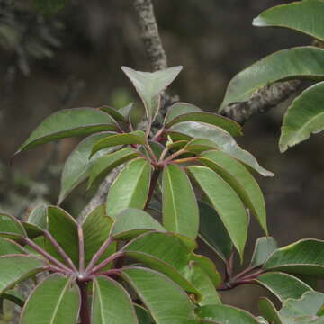 Image of Sciodaphyllum bogotense (Cuatrec.) Lowry, G. M. Plunkett & M. M. Mora