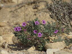 Sivun Erodium crassifolium (Forsk.) L'Hér. kuva