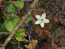 Image of largeleaf grass of Parnassus