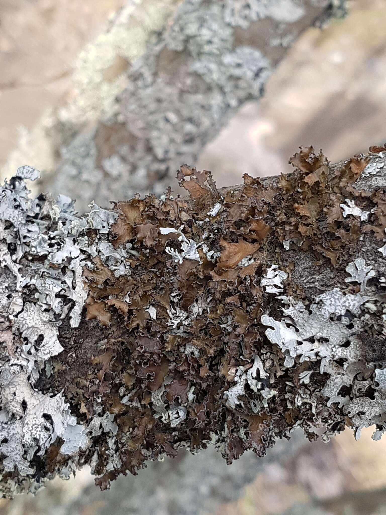 Image of Silver-lined Wrinkle Lichen