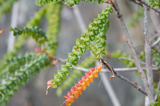 Plancia ëd Comocladia dodonaea (L.) Urban