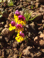 Image of Yellow-Lip Pansy Monkey-Flower