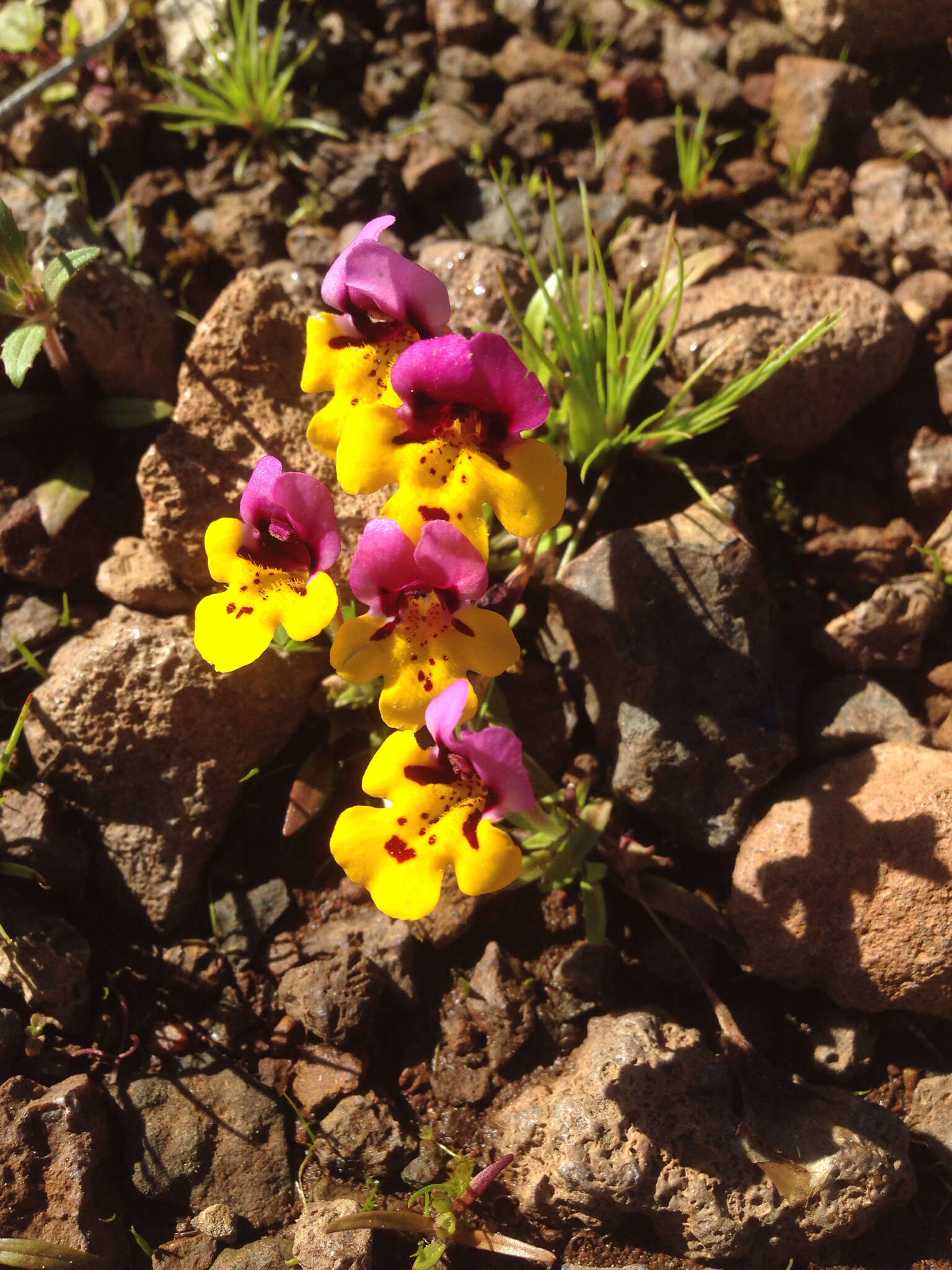 Image of Yellow-Lip Pansy Monkey-Flower