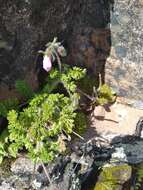 Image of Pelargonium hirtum (Burm. fil.) Jacq.